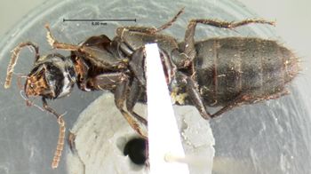 Media type: image;   Entomology 7278 Aspect: habitus ventral view